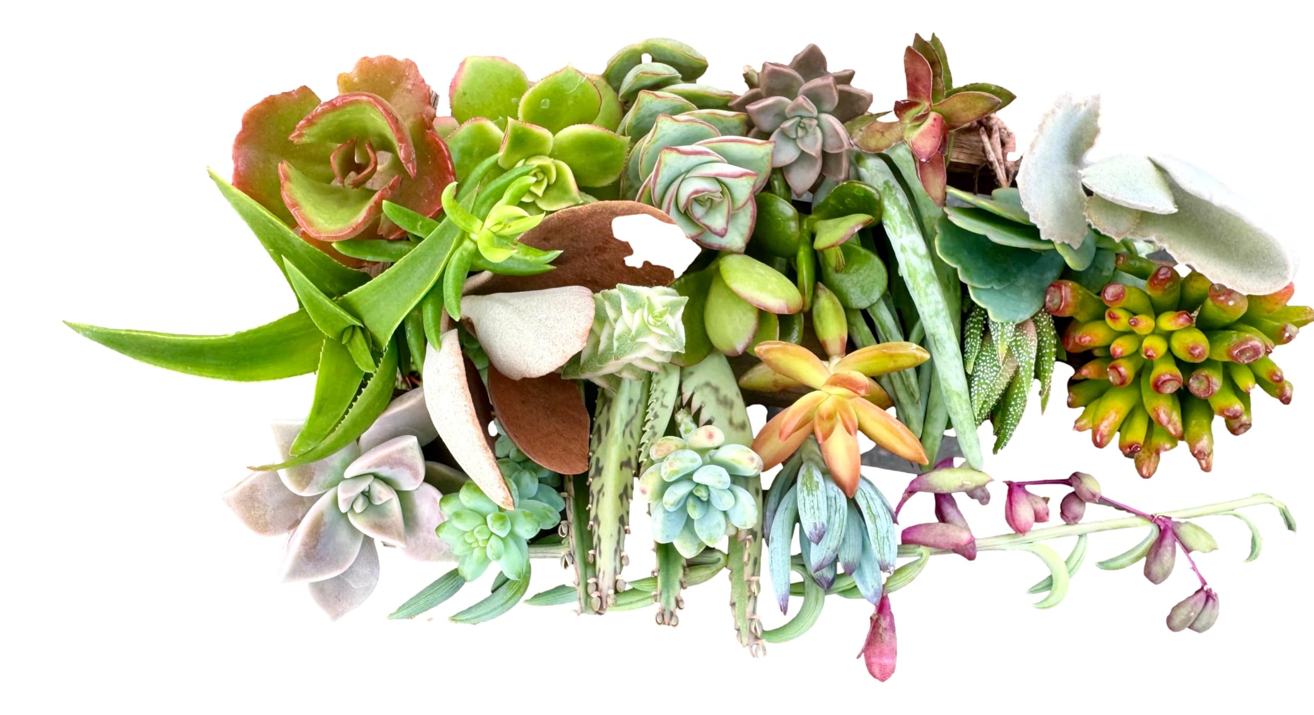 25 Assorted Live Succulent Cuttings