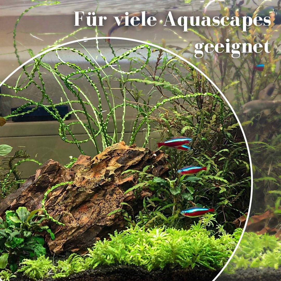 AquaOne Kamienie do akwarium, zestaw z korzeniami W2, 13 x smok, kamienie naturalne ok. 20 kg i korzeń Mooku, skały do aquascapingu, dekoracja tylna ścianka