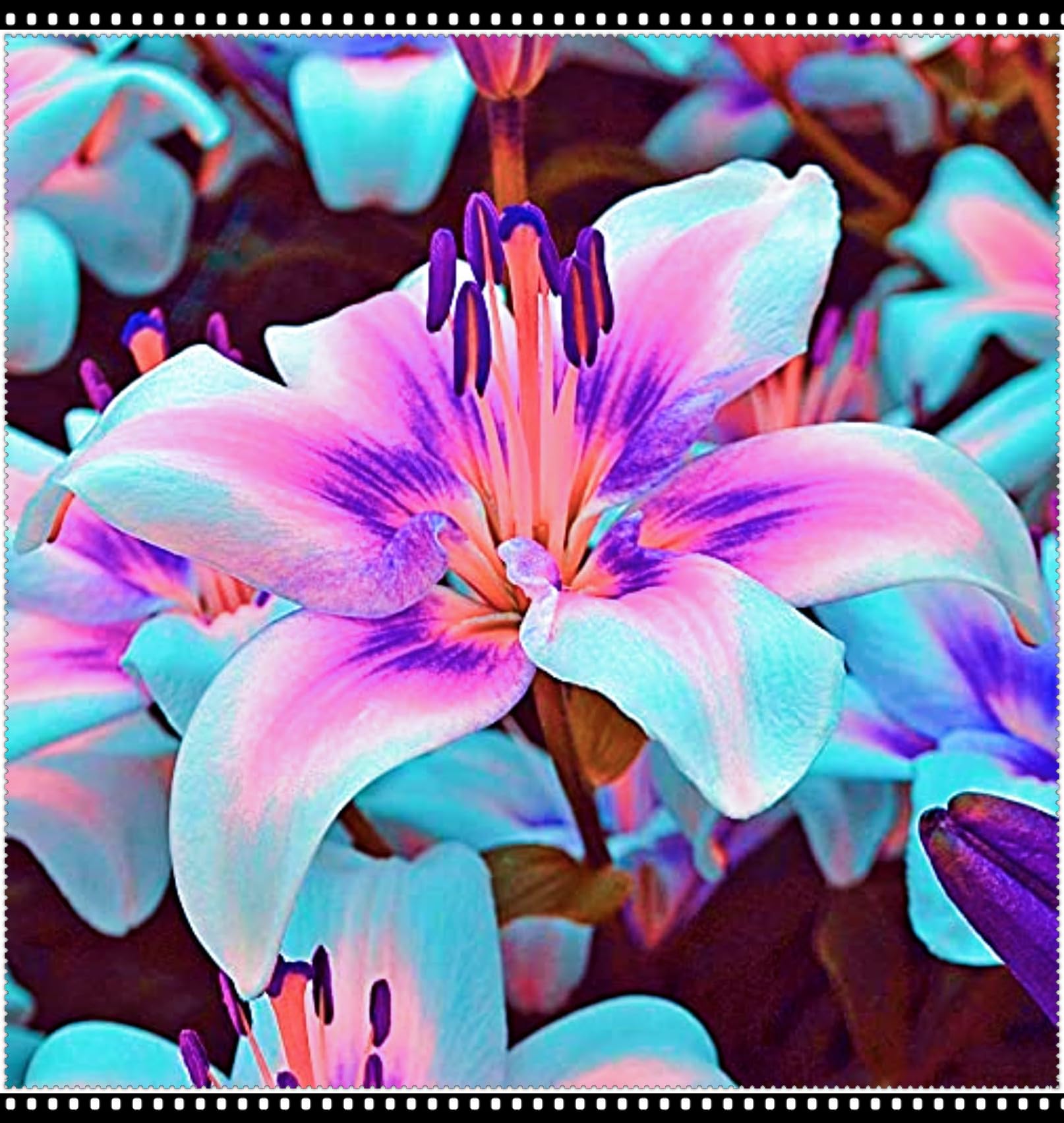 Lily Bulbs UK/Hardy Perennial/Garden Flowers/Wedding Flowers/Plant Bulbs-4bulbs-a