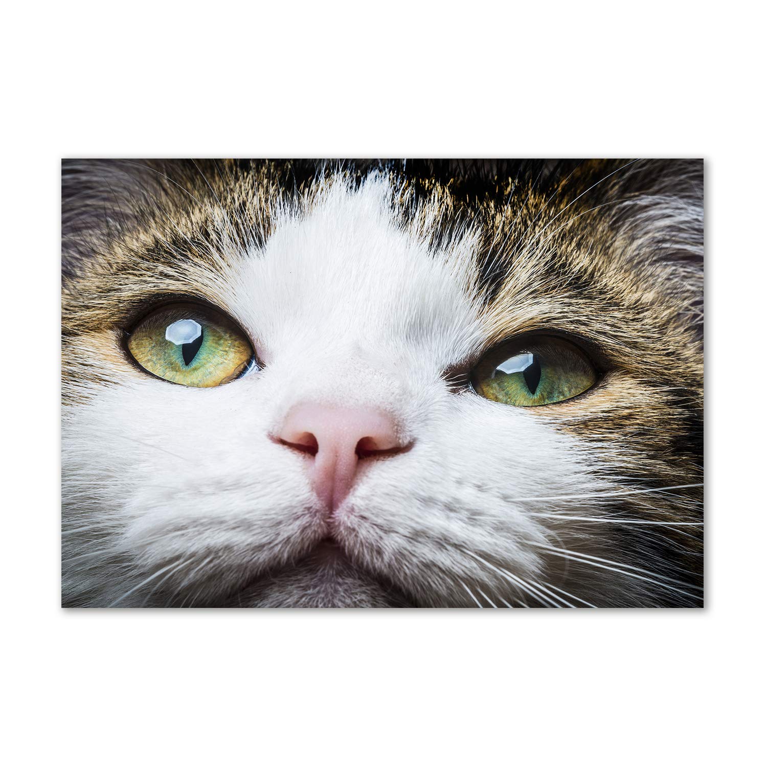 Acrylic glass picture animaux de haute précision déco murale ojos de gato verde