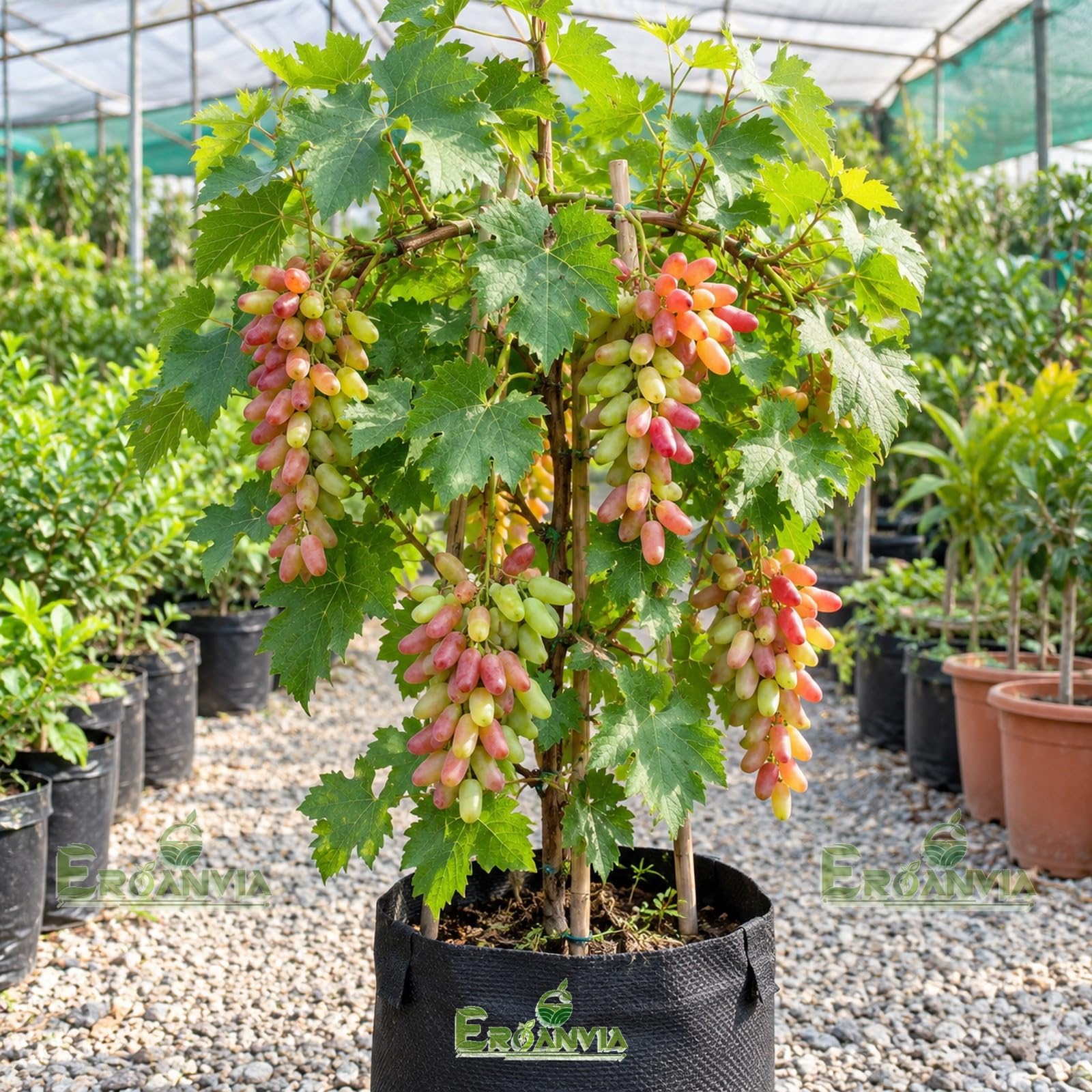 All Time Egg Fruit Plant - Live Grafted Tree -15