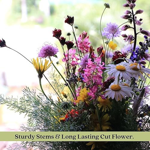 Miniatura 7 de Clovers Garden Scabiosa - Plantas de color azul mariposa (alfiler), dos (2) plantas vivas, sin OMG, sin semillas, cada una de 4 a 8 pulgadas de