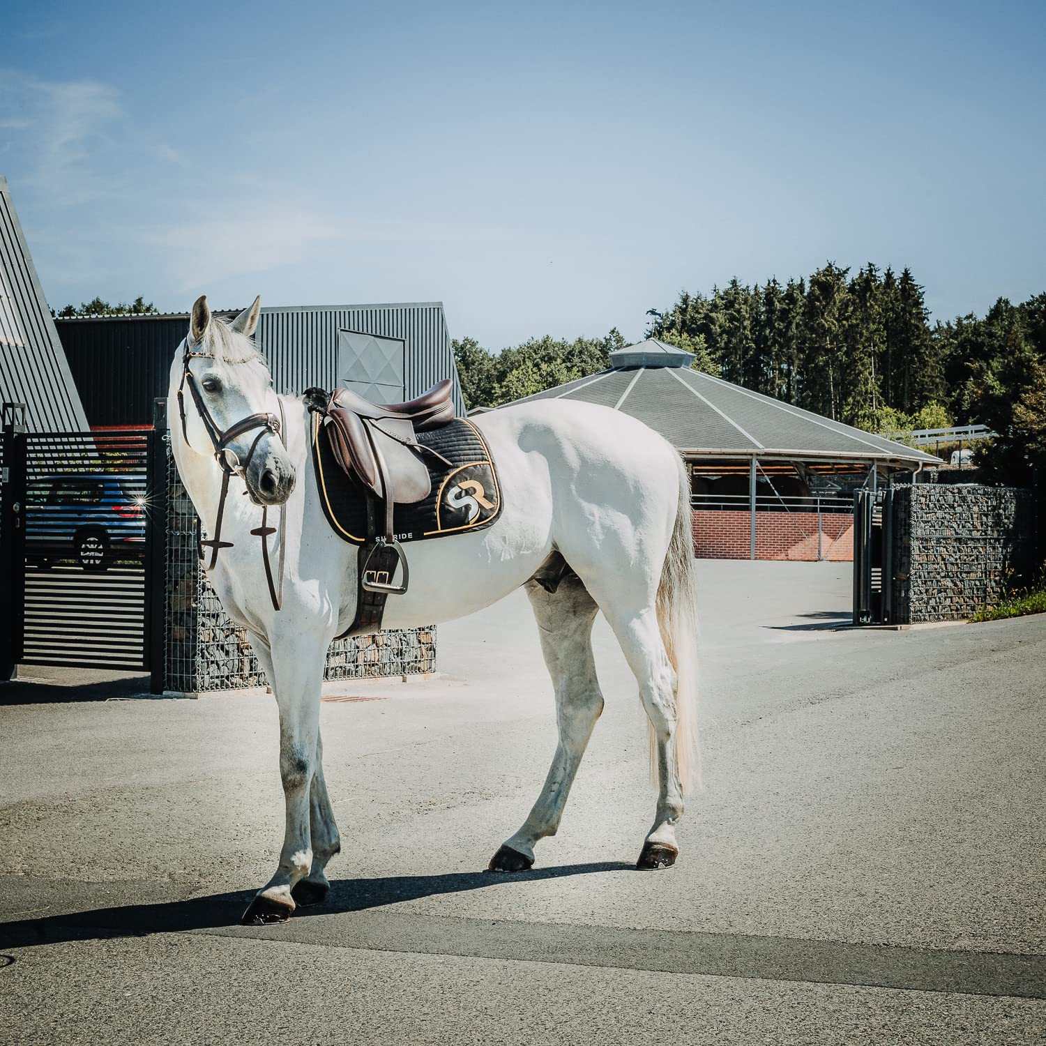 SUNRIDE Cincha Corta Monaco para Caballos de Cuero auténtico Suave con Anilla en D para riendas auxiliares (70 cm, marrón)