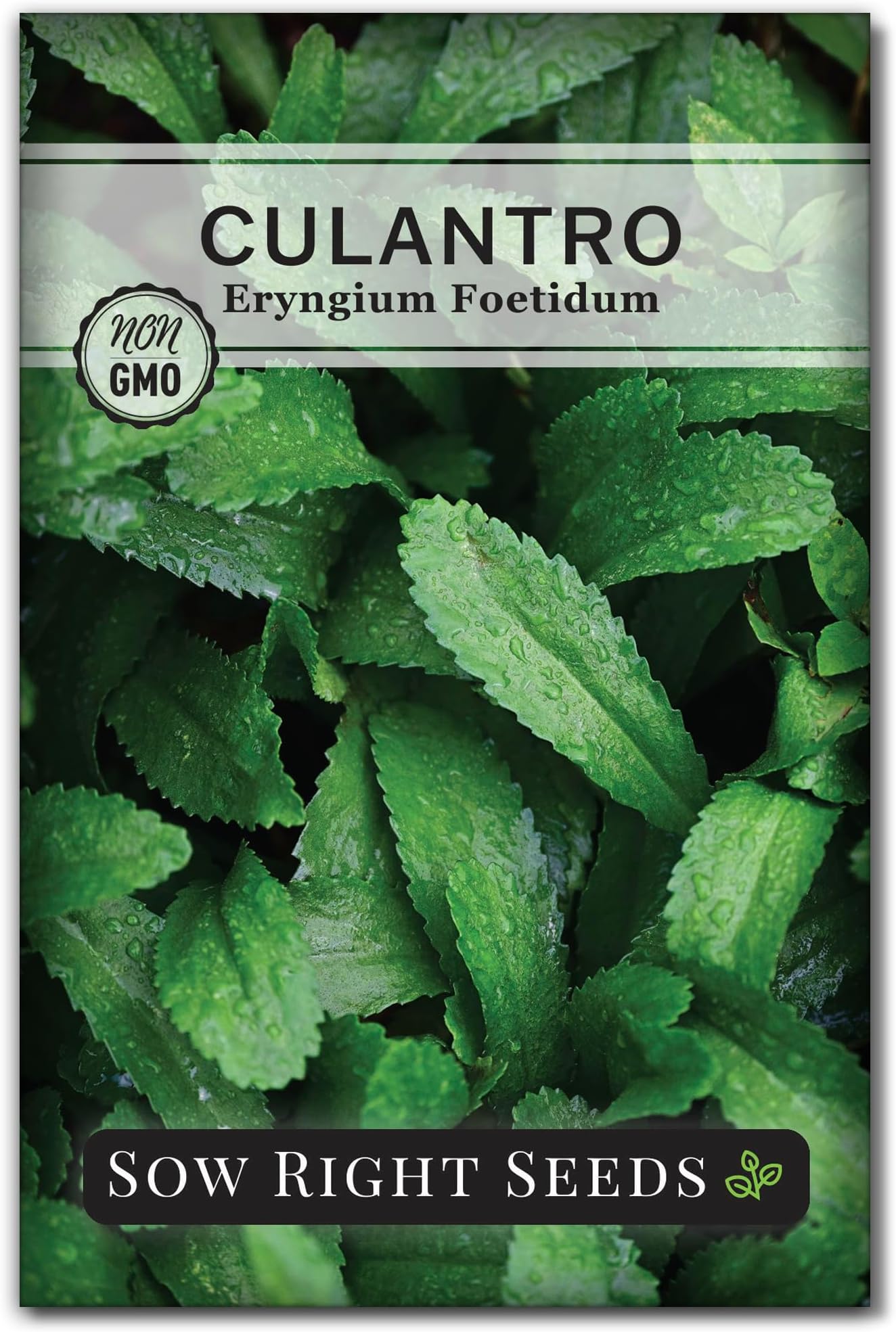 Sow Right Seeds - Culantro Seeds for Planting - Non-GMO Heirloom Packet with Instructions to Grow a Kitchen Herb Garden - Great Addition to Your Cooking - Unique and Zesty Herb from Puerto Rico