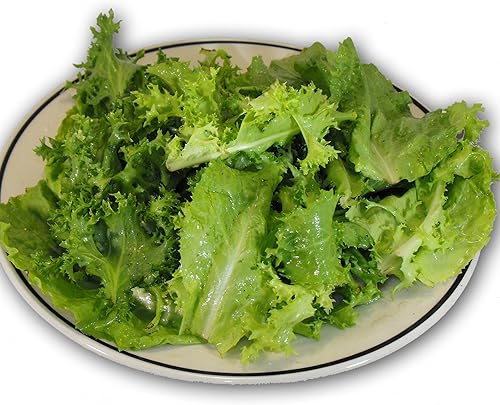 Mezcla Heirloom EscaroleEndive (Frisee) - Más de 1,000 semillas