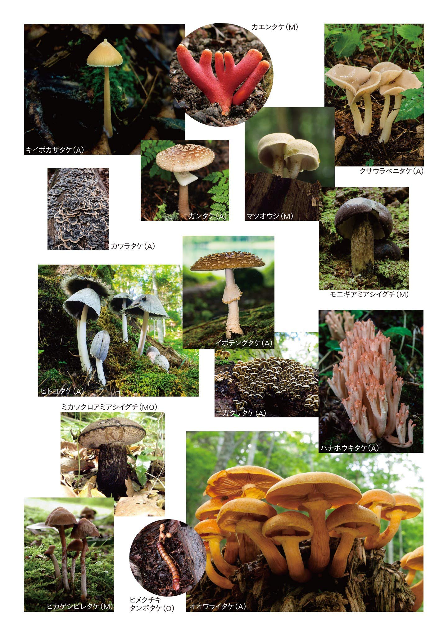 毒きのこに生まれてきたあたしのこと 堀 博美 本 通販 Amazon