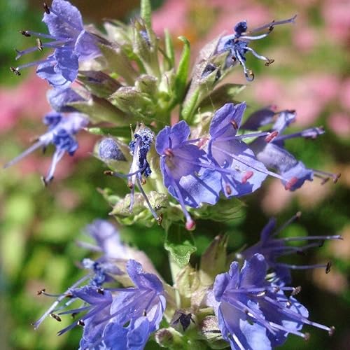 Hisopo azul (Hyssopus officinalis) - Cultiva ahora o almacena para futuras plantaciones - Cápsula de 40 semillas