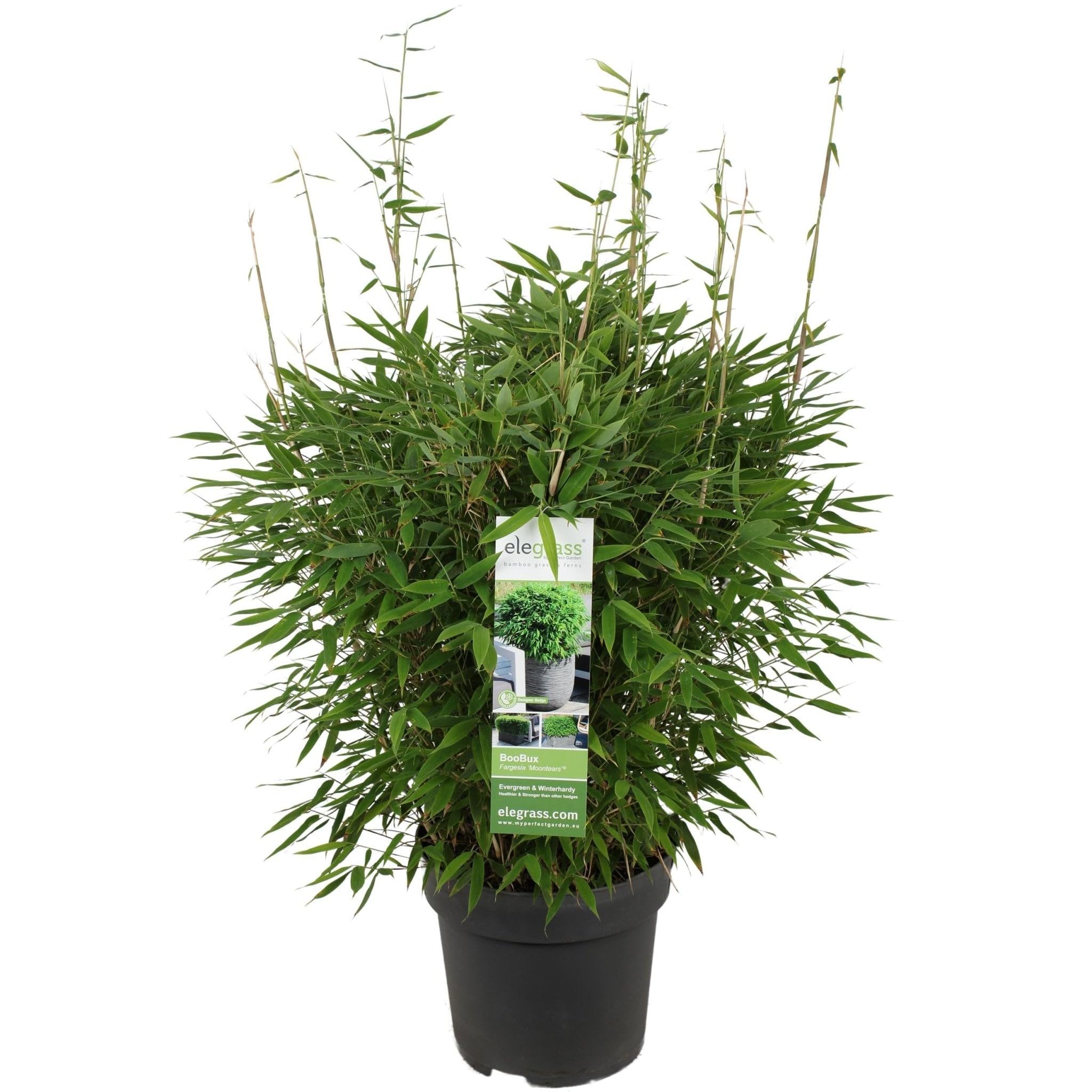 Bambou - Fargesia 'Moontars'® boobux - ↨70cm - Ø29 - plante d'extérieur