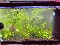 Review Image by Amazon Customer Amazon Customer