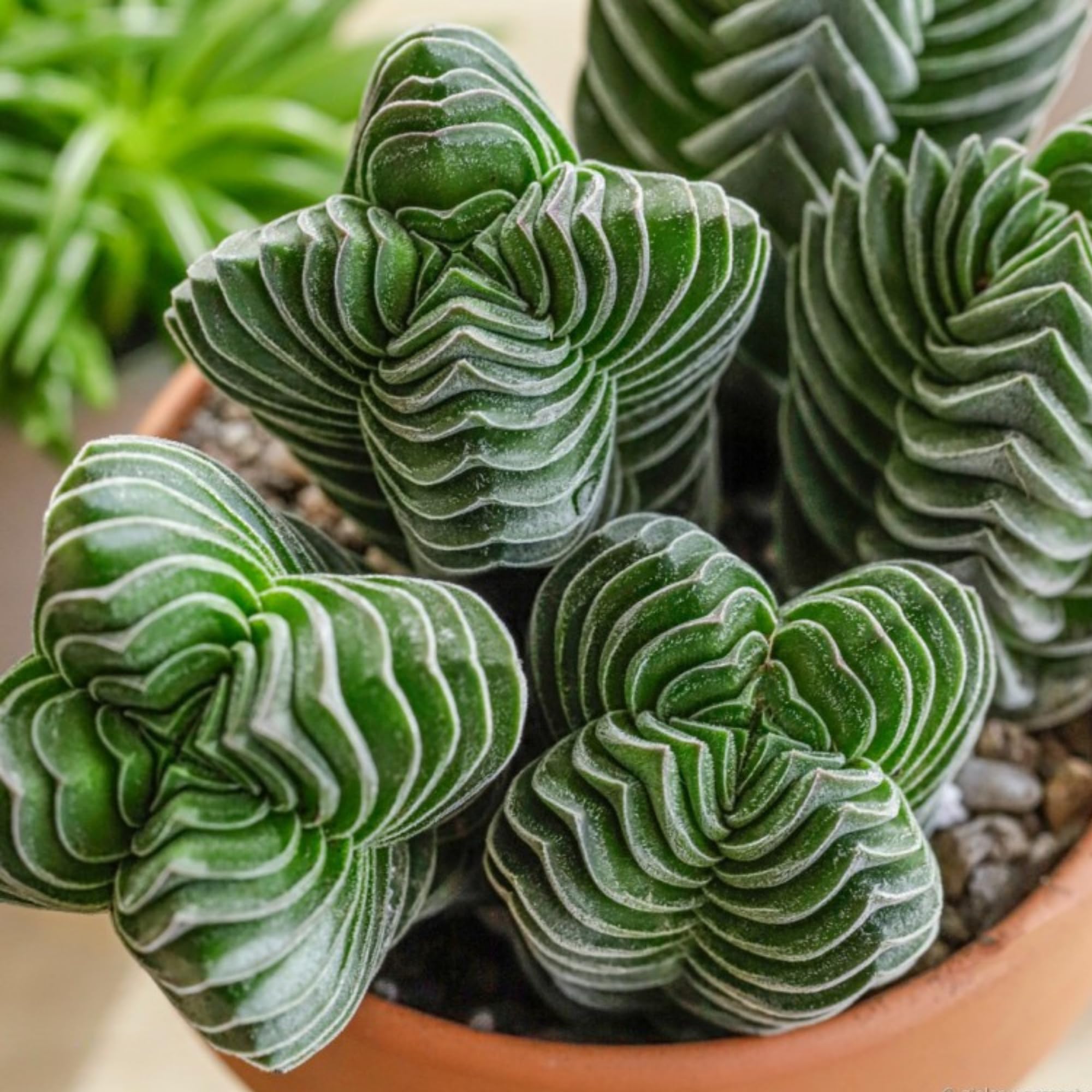 Crassula Buddhaβs Temple | 6cm Pot | Rare Architectural Crassula | Easy Care Indoor Succulent Houseplant | Perfect for Desks, Shelves & Small Spaces