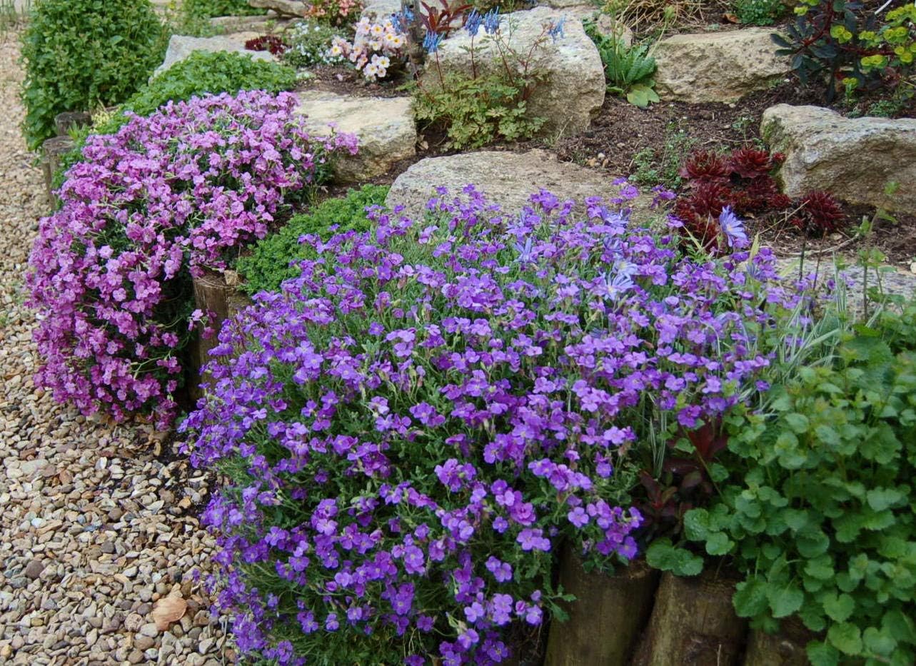 20 Mixed Cascading ALPINES in 9cm POTS Alpine Plant Collection for