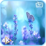 平和なバタフライガーデン - 4Kの自然の映像と春の雰囲気