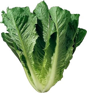 Romaine Lettuce Seeds - Parris Island - 1200 Heirloom, Non GMO Seeds - Lactuca Sativa