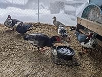 Review Image by Amazon Customer Amazon Customer