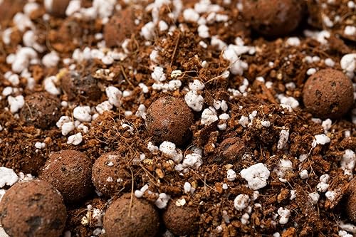 Miniatura 14 de rePotme Suelo suculento (bolsa estándar, cactus de Navidad)