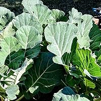Clovers Garden Georgia Collard Greens Live Plants - 2 Non-GMO Heirloom in 4" Pots, Heat Tolerant, Cold Hardy, High Yield