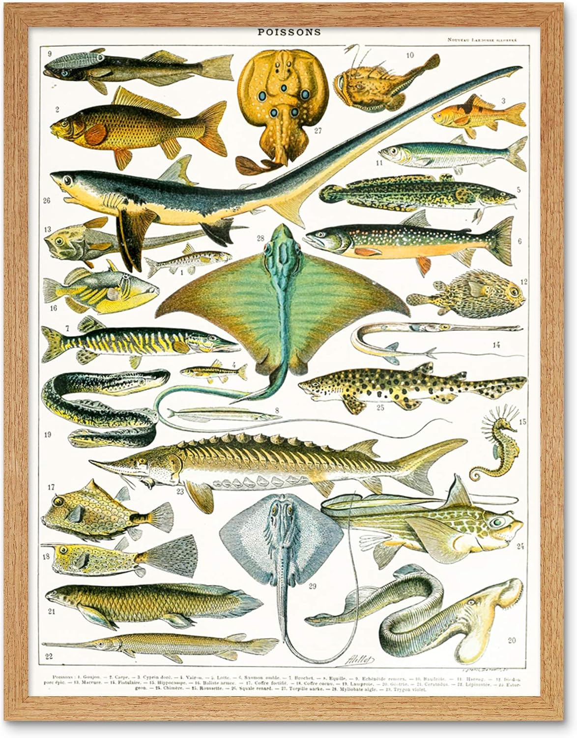 Artery8 Millot Encyclopedia Page Sea Fish Variety Unframed Wall Art Print Poster Home Decor Premium