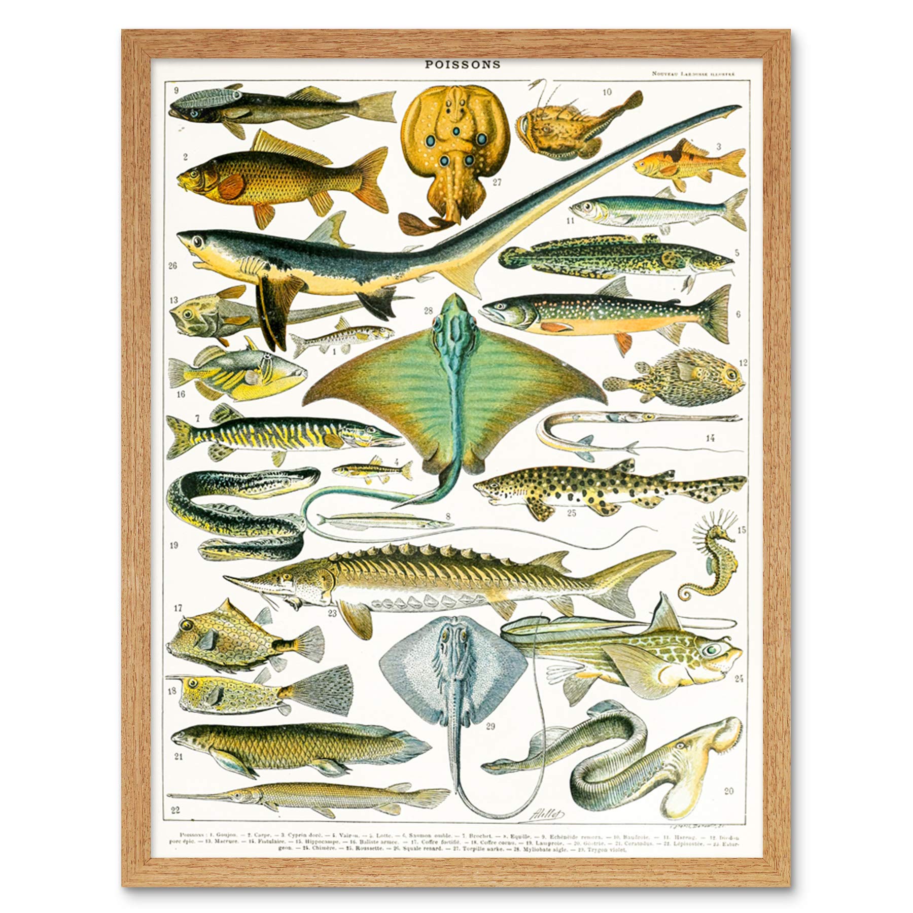 Artery8 Millot Encyclopedia Page Sea Fish Variety Art Print Framed Poster Wall Decor 12x16 inch