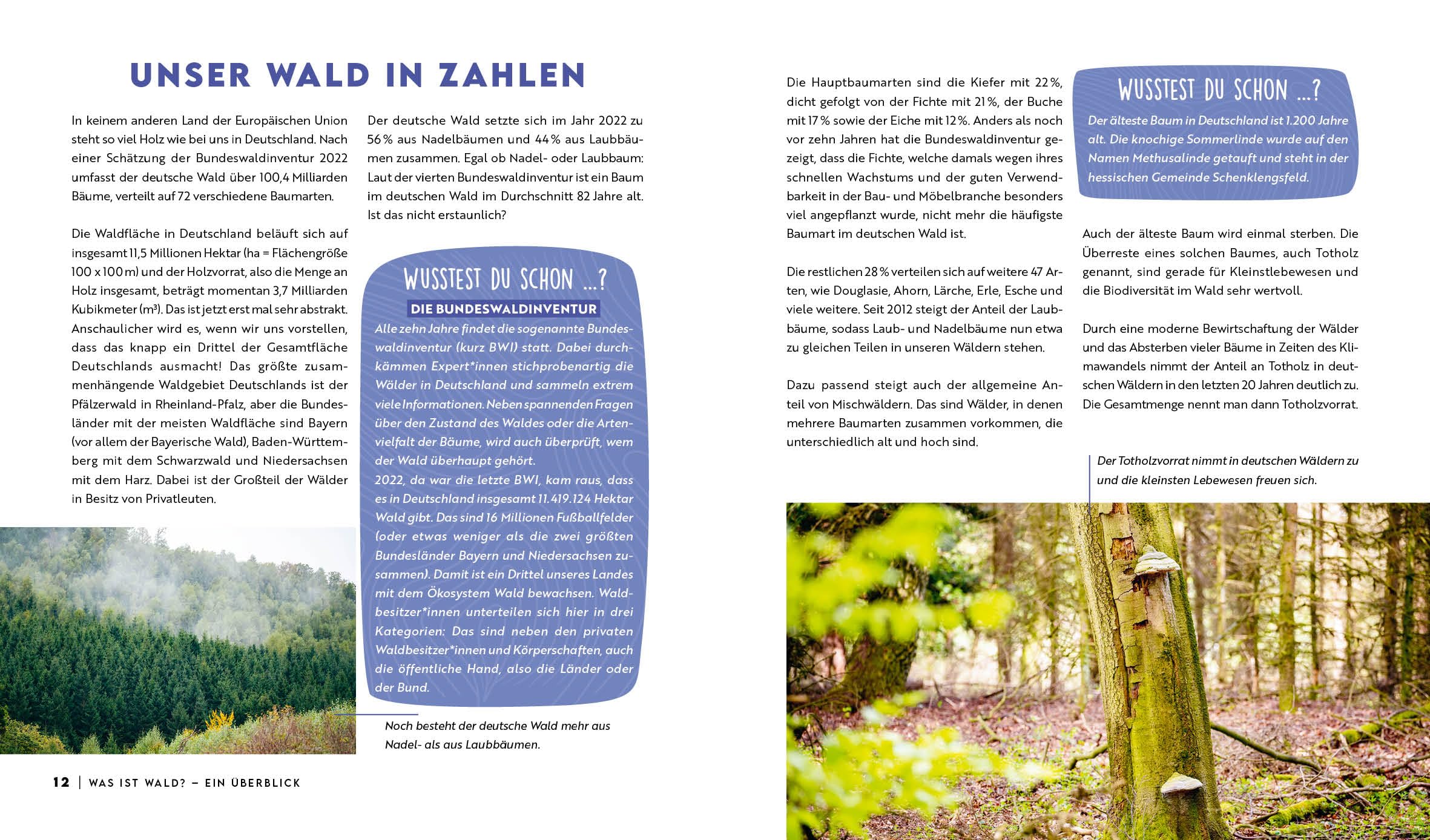 Forst erklärt: Warum wir den Wald brauchen – und er uns: Natur verstehen und erleben: vom Pflanzenbestimmen bis Waldbaden | Mit vielen Porträts zur Bestimmung von Bäumen, Pflanzen, Tieren