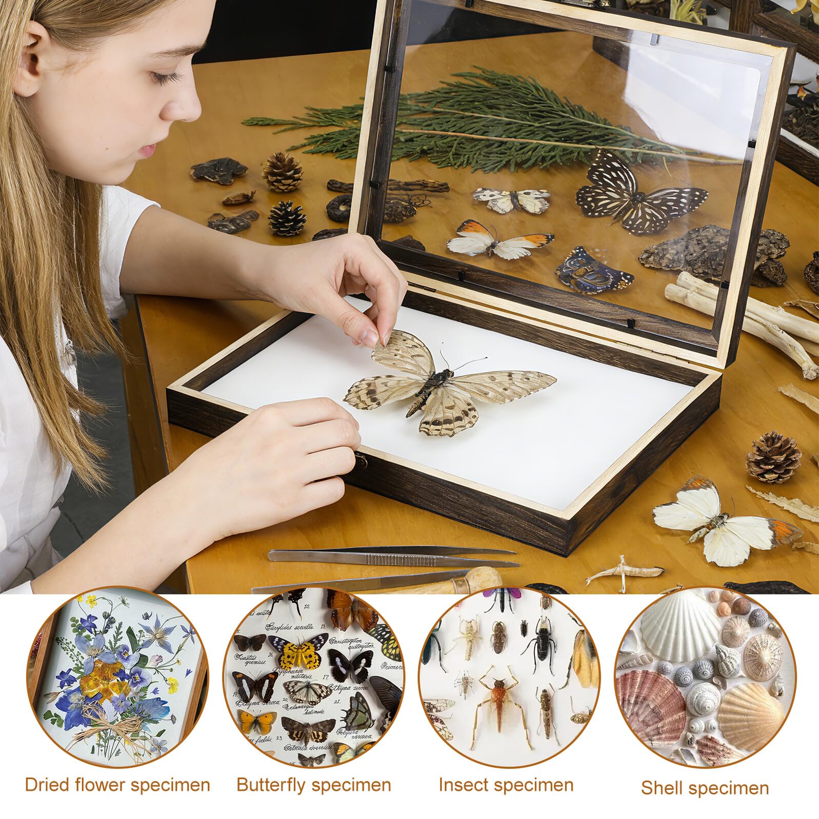 Healvian Caja de Muestras para Insectos con Vitrina de Madera y Tapa Transparente, Adecuado para Coleccionar Mariposas y Decorar Escritorios Estilo