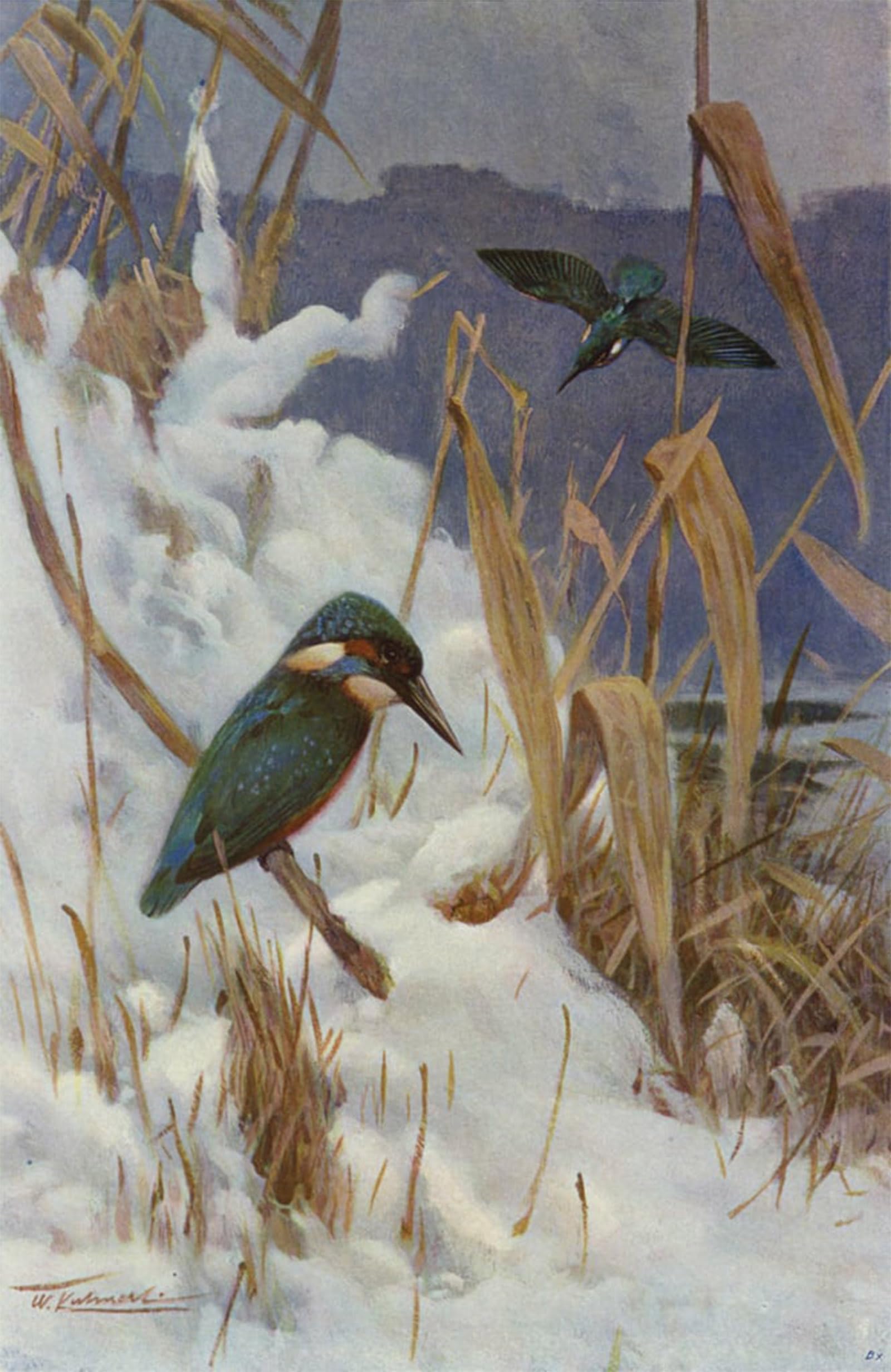 POSTERIIk Vintage Classic Picture Landscape Artwork Kingfisher by After Wilhelm Kuhnert Portrait Canvas Painting for Office Home Decor 60x90cm