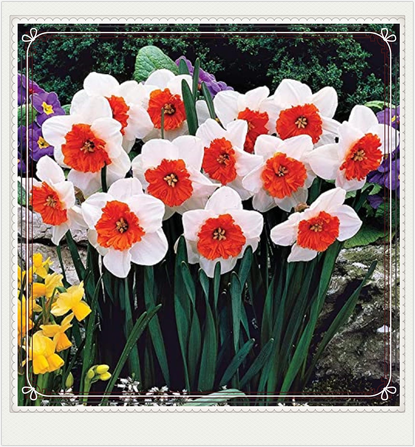 Daffodil Bulbs Narcissus Bulbs Narcissus Bulbs Dwarf Narcissus Flowers Ornamental Flowers,Wedding Flowers,Garden Flowers,Hardy Perennial-4bulbs-c