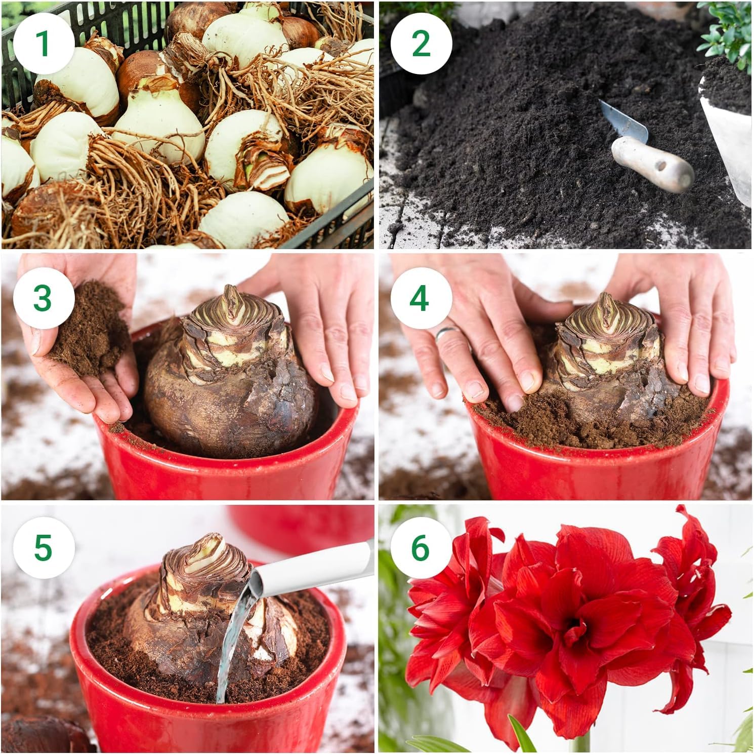 Amaryllis Bulbe Pink Passion 1 pièce Bulbes à fleurs grand format 26/30 Hippeastrum