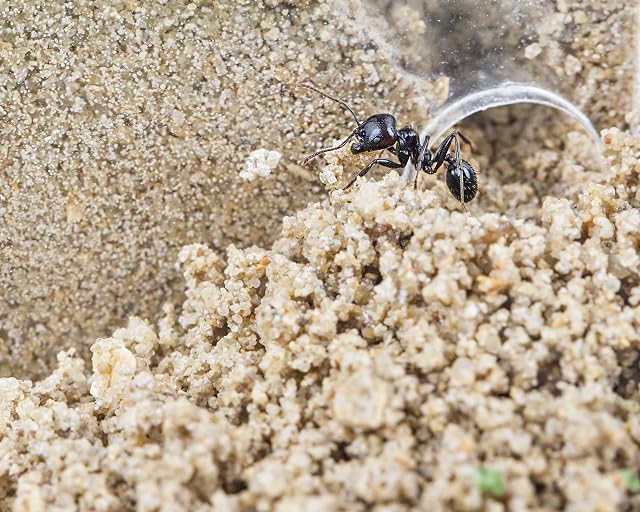 Foto 6 de 6 de Ant Farm Big with Free Ants and Queen - Educational formicarium for Live Ants