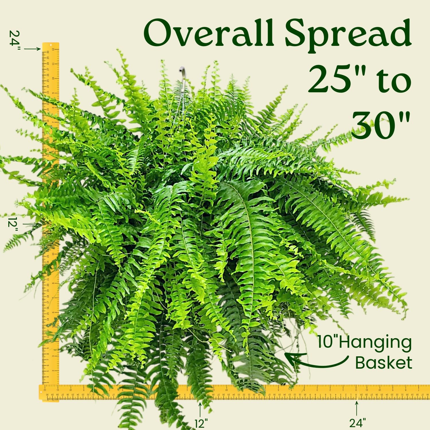 Amazon.com : Live Boston Fern Hanging Basket Plant (10" Hanging Basket) -  Overall Spread 25" to 30" - Tropical Plants of Florida : Patio, Lawn &  Garden