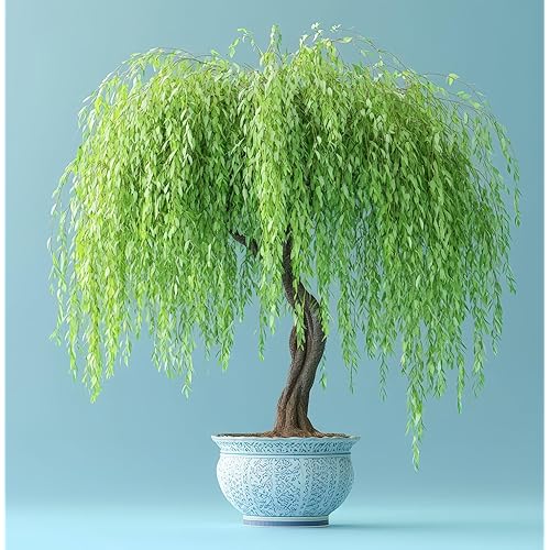 All by Grace Willow Bonsai Tree - Thick Trunk Cutting, Fast Growing