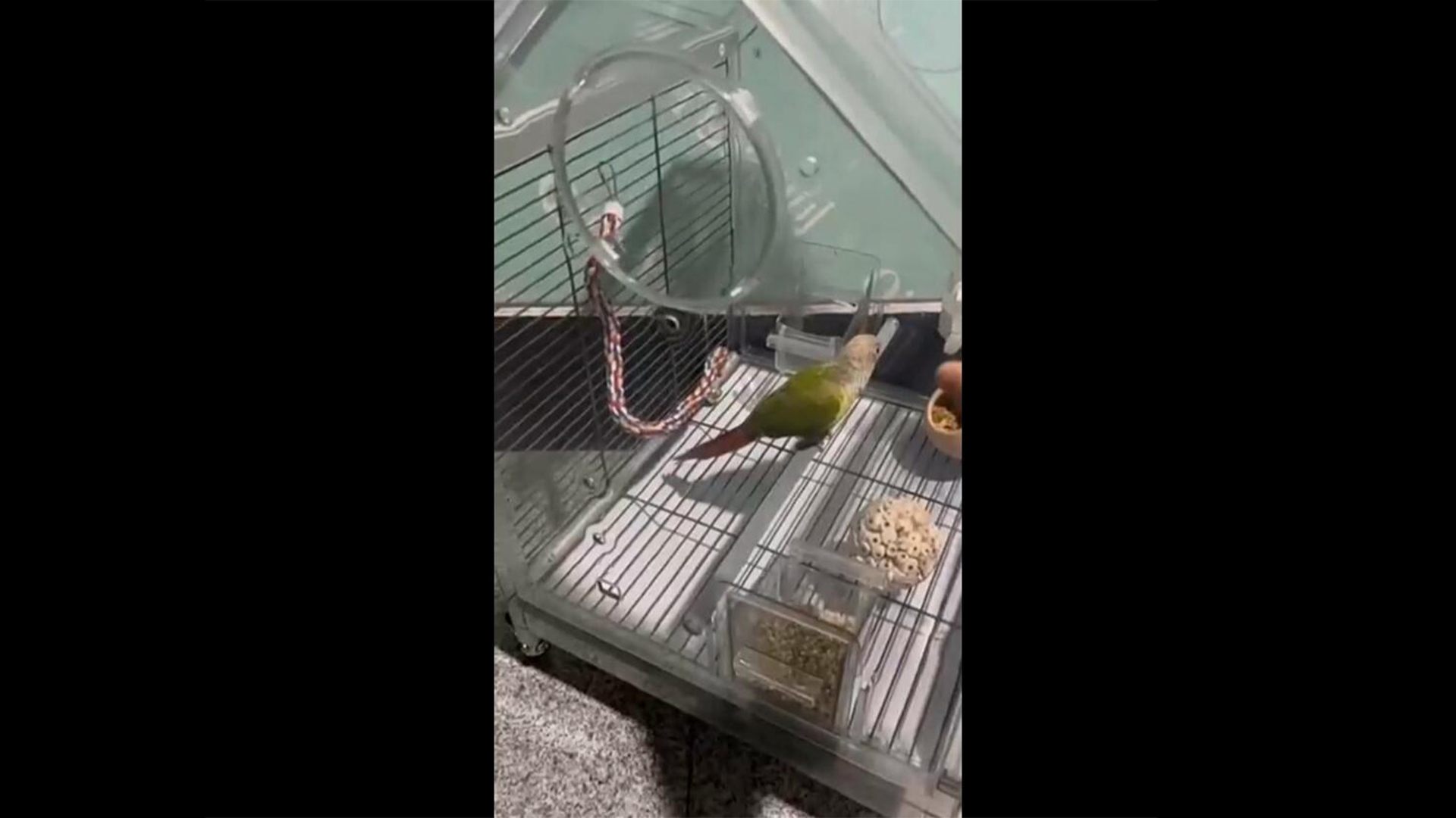 Amazon | 鳥かご インコ43*39*63CM 小型および中型のオウムに適してい