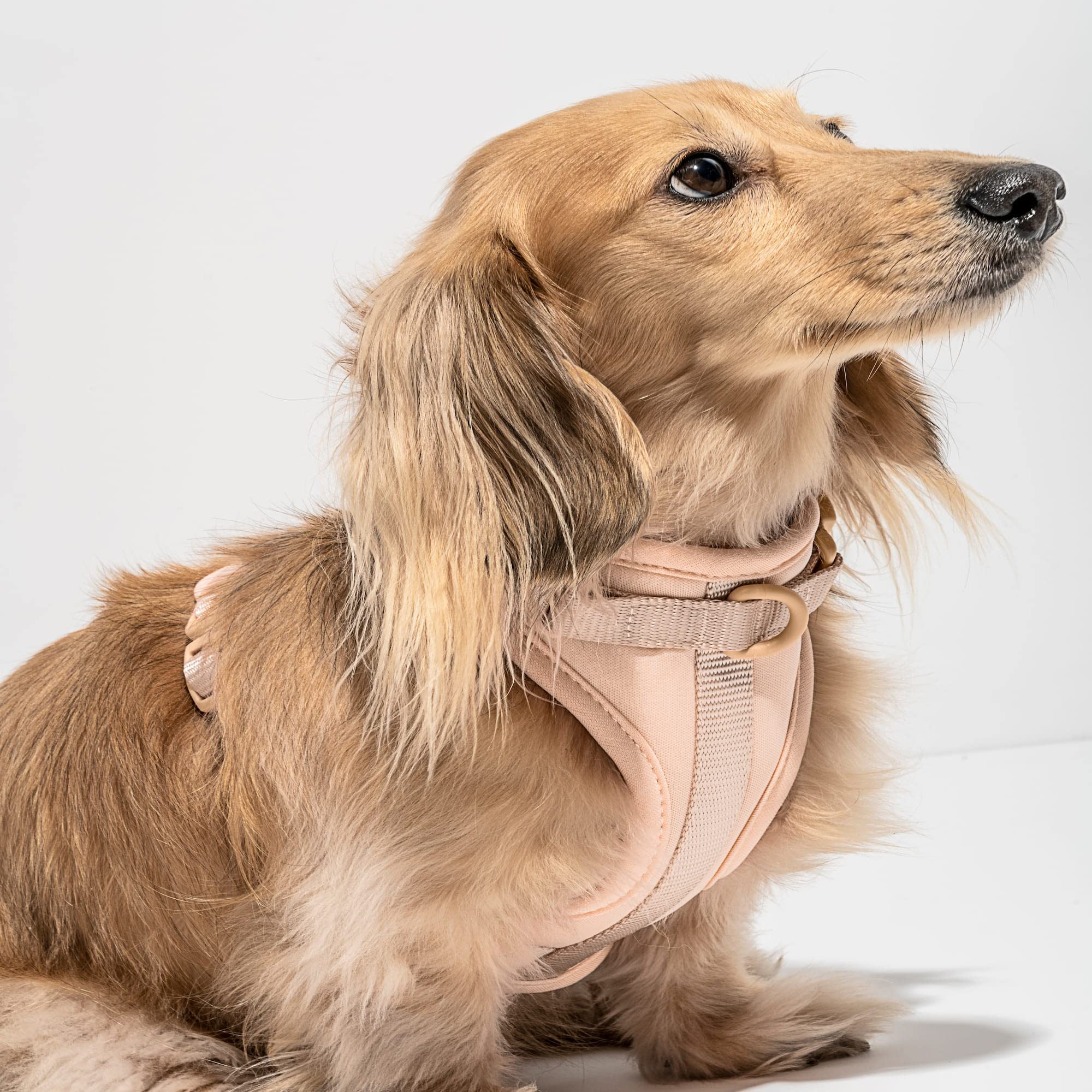 Wild One 2.0 Hundegeschirr, Grau, XS