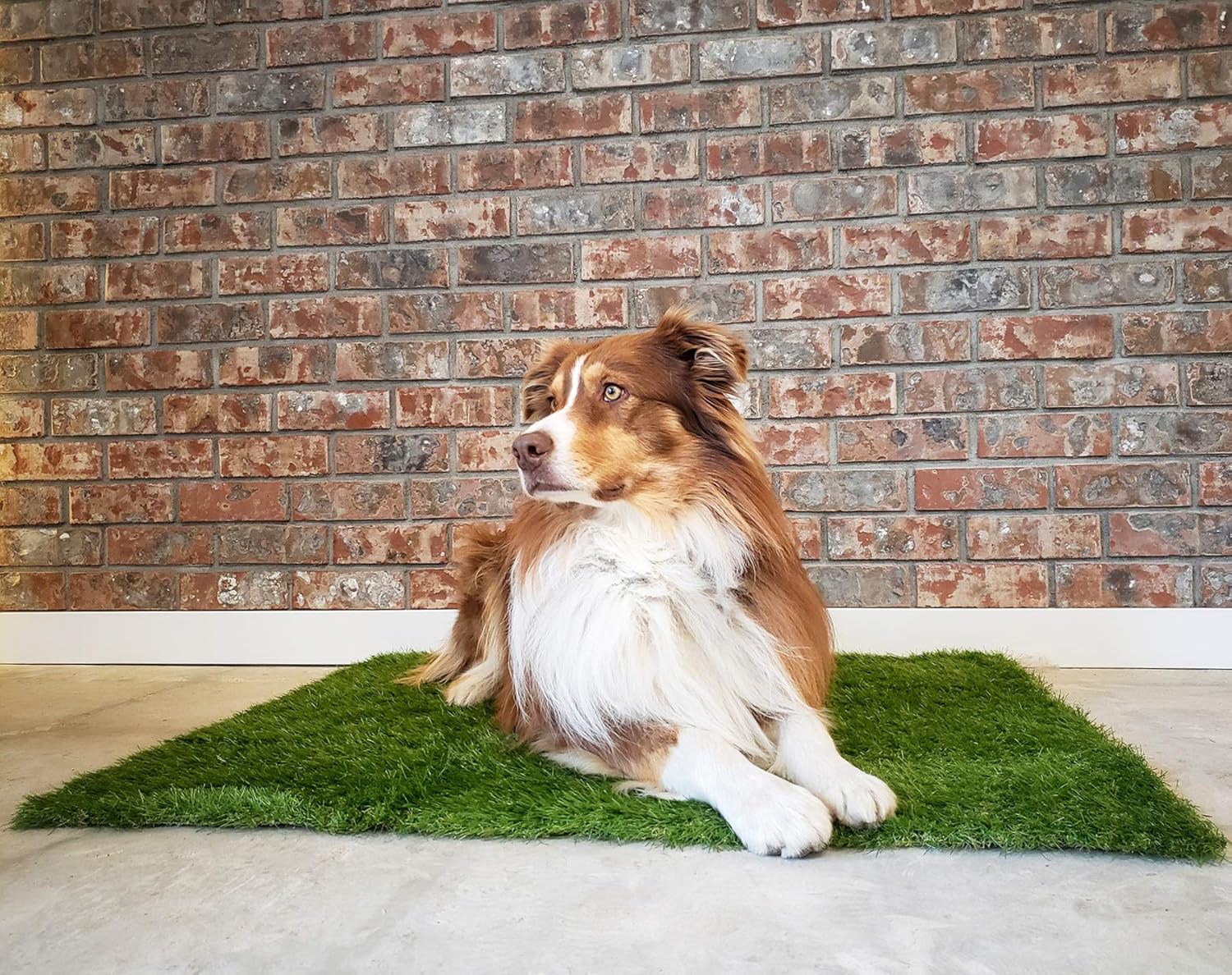 Artificial Grass Patch for Dogs Potty Training 39.3X 31.5 inches, Soft & Pet-Friendly Turfs Dog Pee Pads for Medium and Large Breeds Indoor/Outdoor Use : Pet Supplies