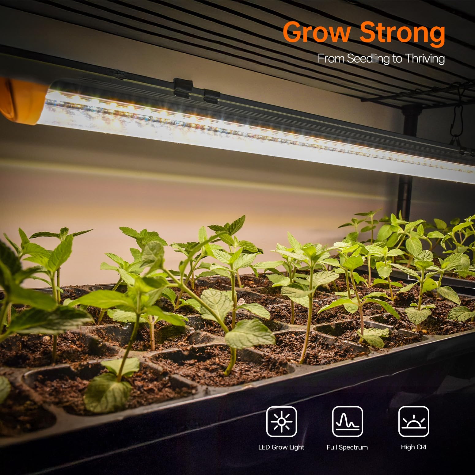 Bstrip Indoor-Gewächshaus, 4-stöckiges Foliengewächshaus mit Pflanzenlampe LED Vollspektrum, 159 cm Gewächshaus Klein zur Überwinterung von Pflanzen, ideal für Anbau, Keimlinge und Microgreens
