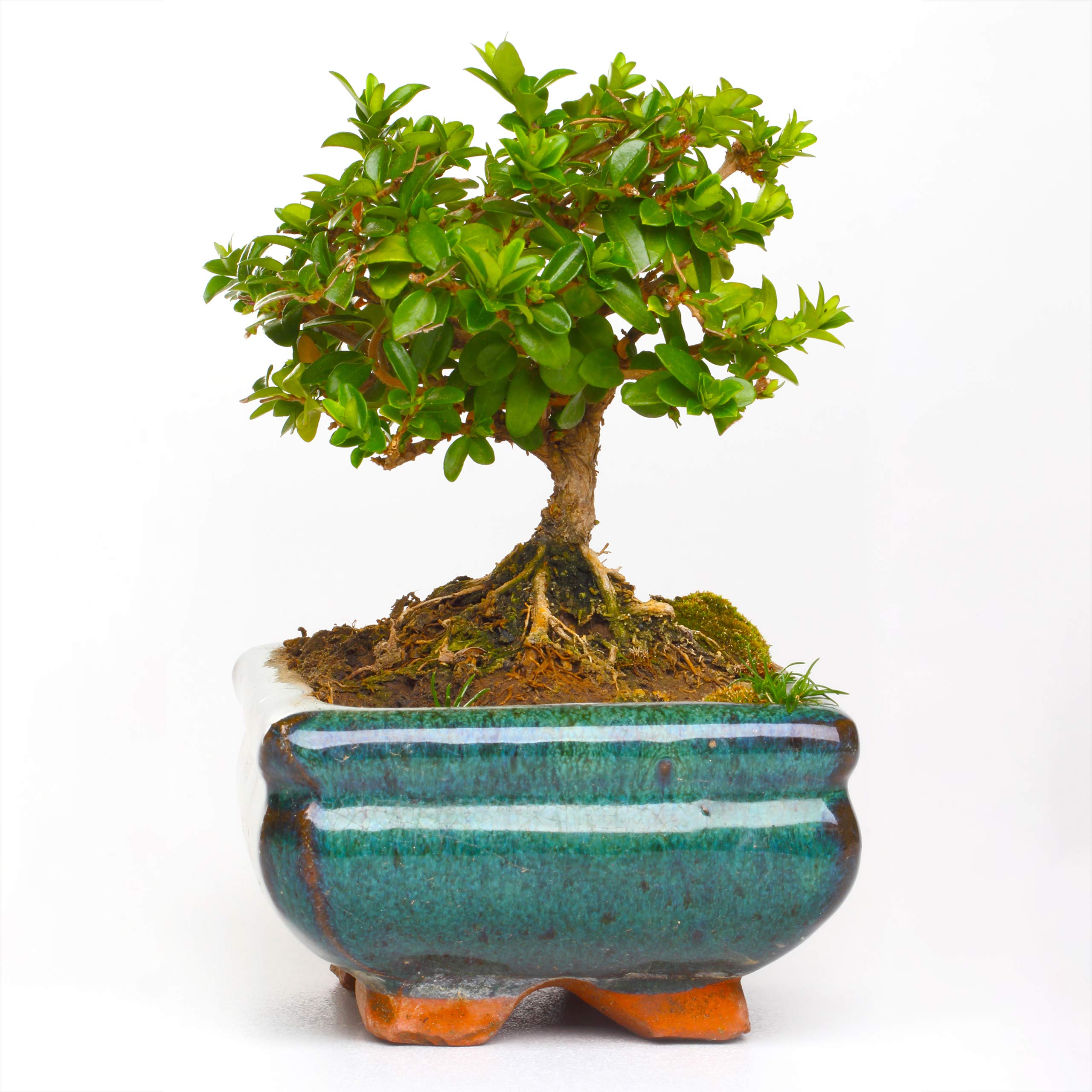 Bonsai Baum Samen Liguster: Premium Gemeiner Liguster Bonsai Samen fr 5  Bonsai Pflanzen  Hartriegel Saatgut zum Bonsai Zchten  Kleiner Baum fr  den Mini Garten  Echter Bonsai Baum von OwnGrown : Amazon.de: Garten