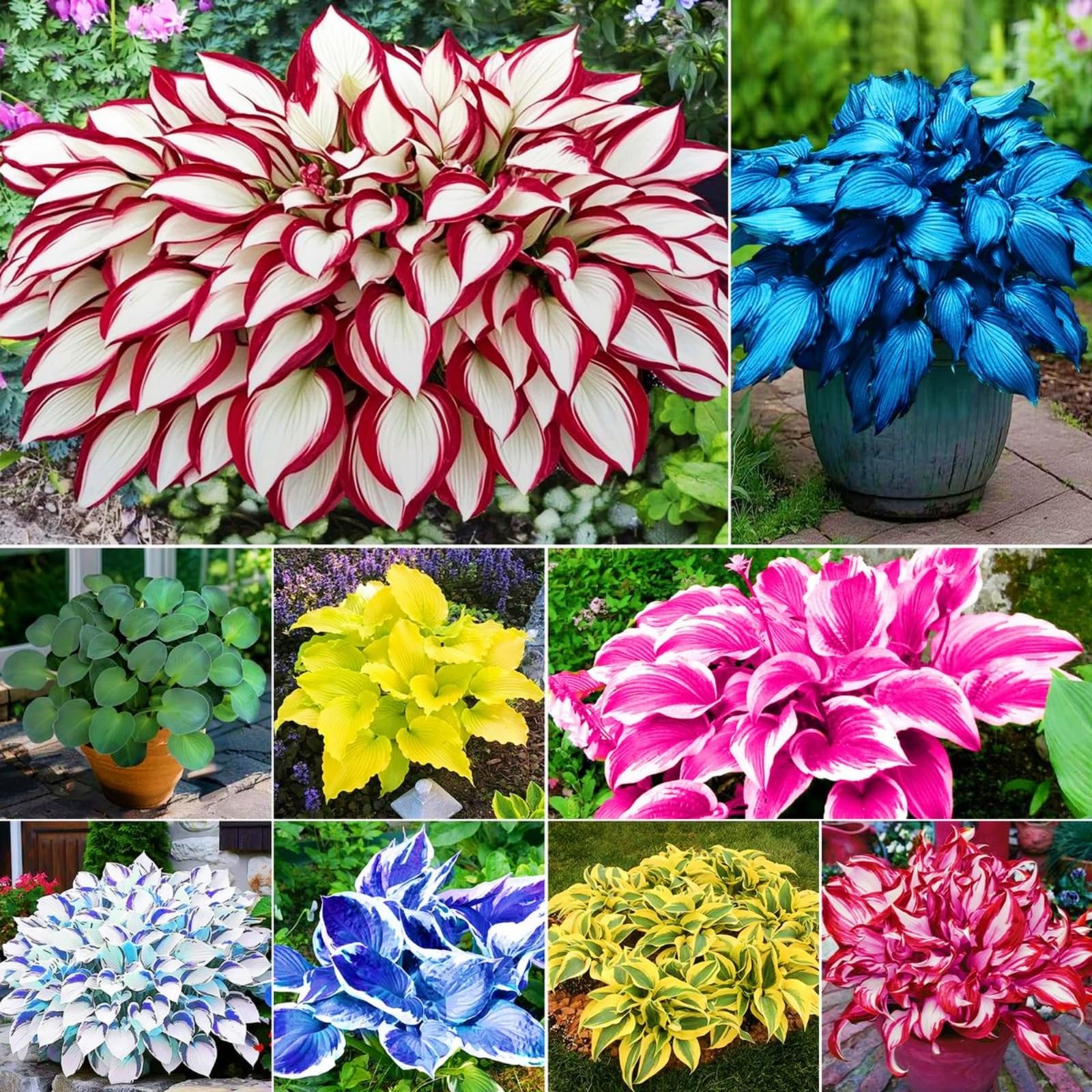 Hosta Bulbs for Planting, Hardy Perennial, Excellent Display, Mix Greening Flower, Natural Organic, Wedding, Balcony Garden, Landscape Design-10 Bulbs-I
