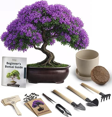 Bonsai Starter Kit – Growing Jacaranda Bonzai Tree from Seeds