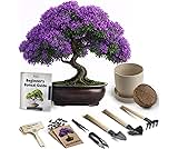 Bonsai Starter Kit – Growing Jacaranda Bonzai Tree | Complete Indoor Tree Kit for Growing Plants with Tools & Planter – Gardening Gifts for Mother, Women & Men