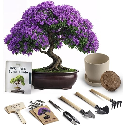 Bonsai Starter Kit – Growing Jacaranda Bonzai Tree from Seeds | Complete Indoor Tree Kit for Growing Plants with Tools & Planter – Gardening Gifts for Mother, Women & Men
