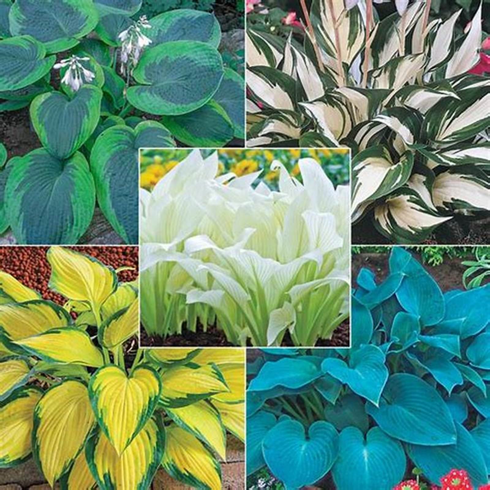 Hostas Bulbs for Planting UK Strong Plants That Grow Well Golden Jade Carving Feels Beautiful Now Mixed Garden Crop for Planting Now Greening Flower Cut Flowers Flowering Rhizome-15Bulbs-greenI