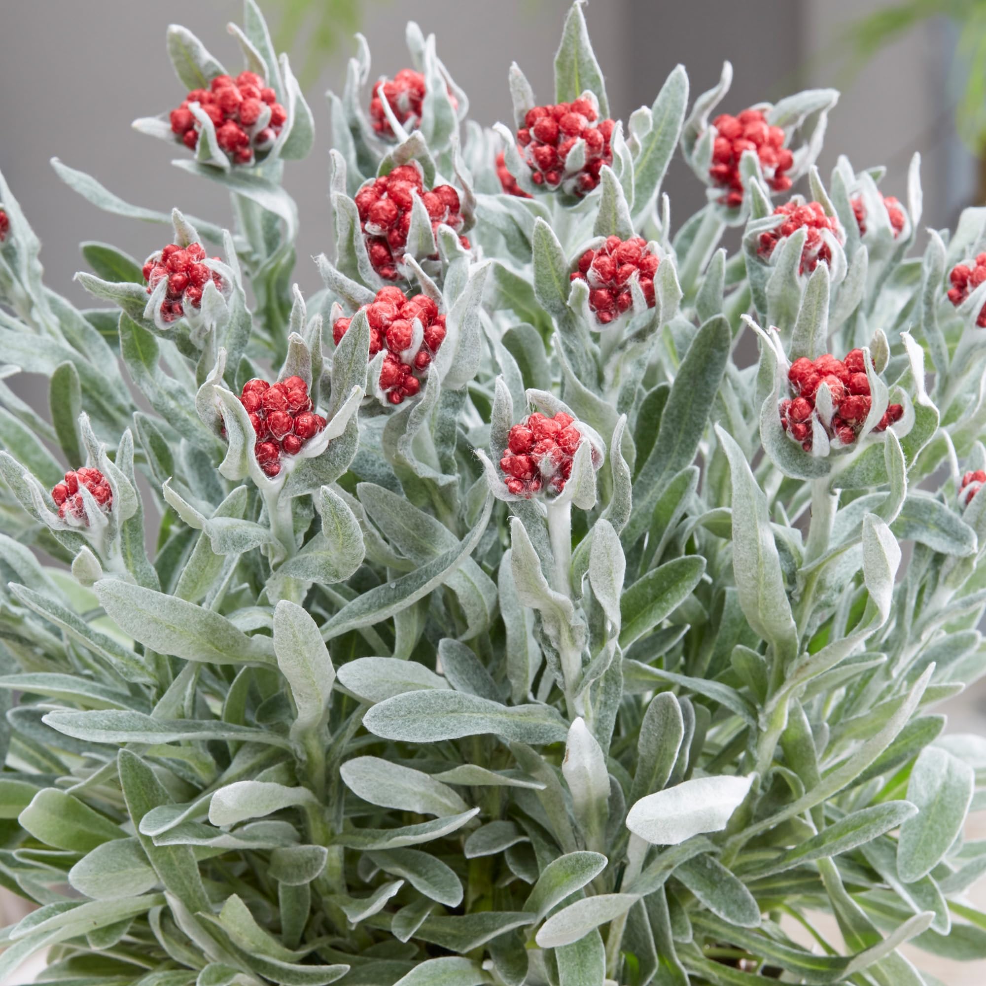 Helichrysum Red Jewel - Vibrant Red Flowers - Hardy Annual Plant for Borders and Containers - Perfect for Adding Colour to Gardens and Patios (9cm Pot, 10-20cm)
