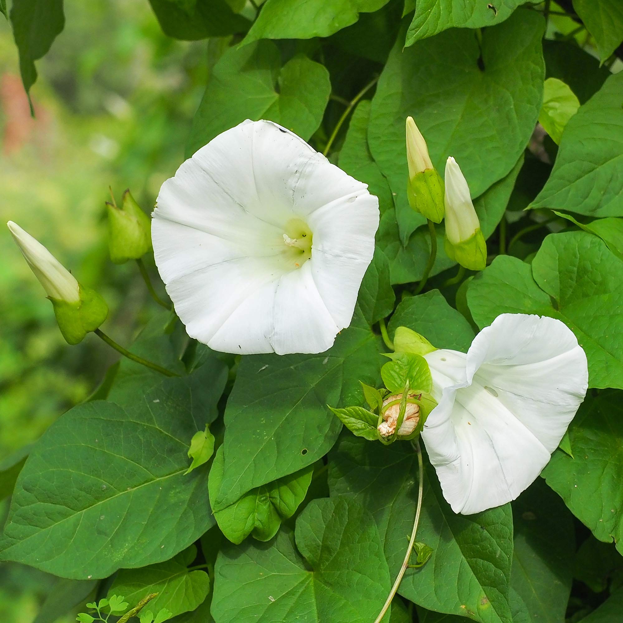 Amazon.com: Outsidepride Pearly Gates Morning Glory Seeds