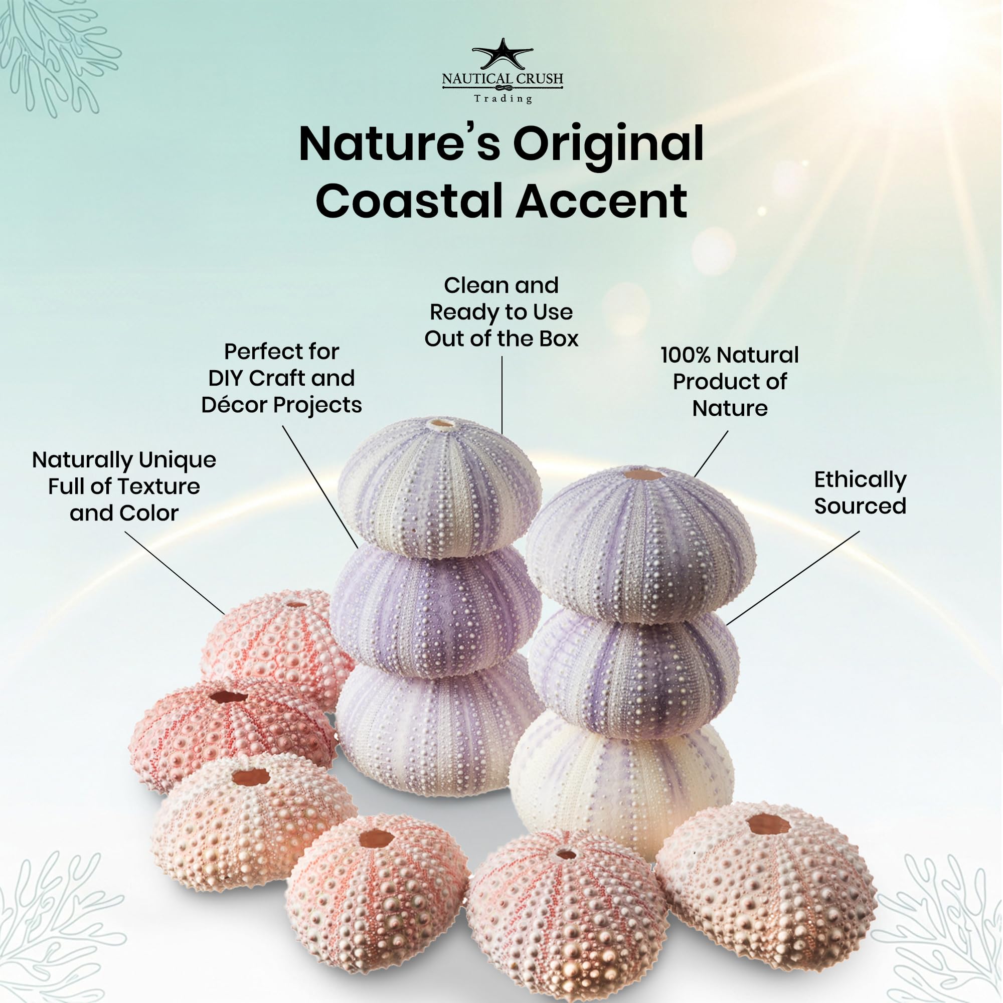 Amazon.co.jp: Nautical Crush Trading ウニの殻 エアプラント用