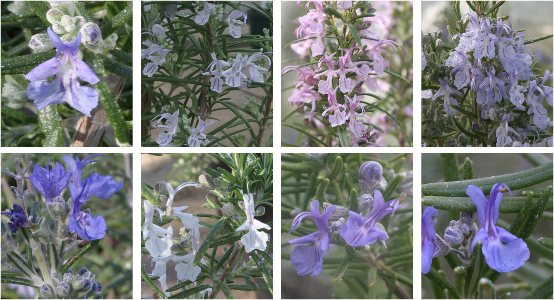 The Connoisseur Collection of 6 Rosemary Plug Plants *New Pack*