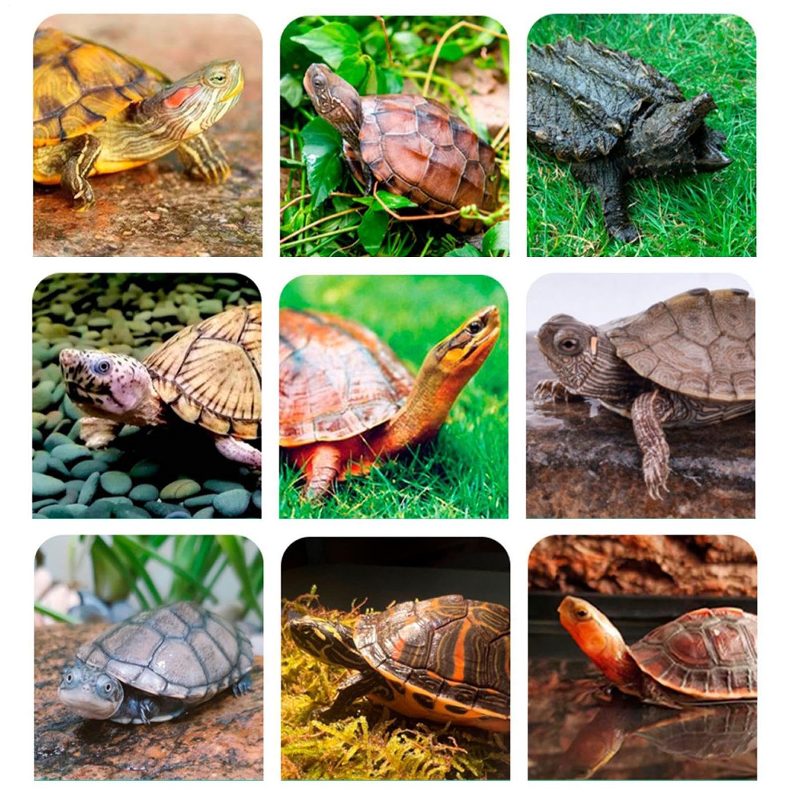Acuario para Tortugas | Caja de Hábitat Interior Multiusos con Filtro | Hábitat Natural para Hierba Blanca