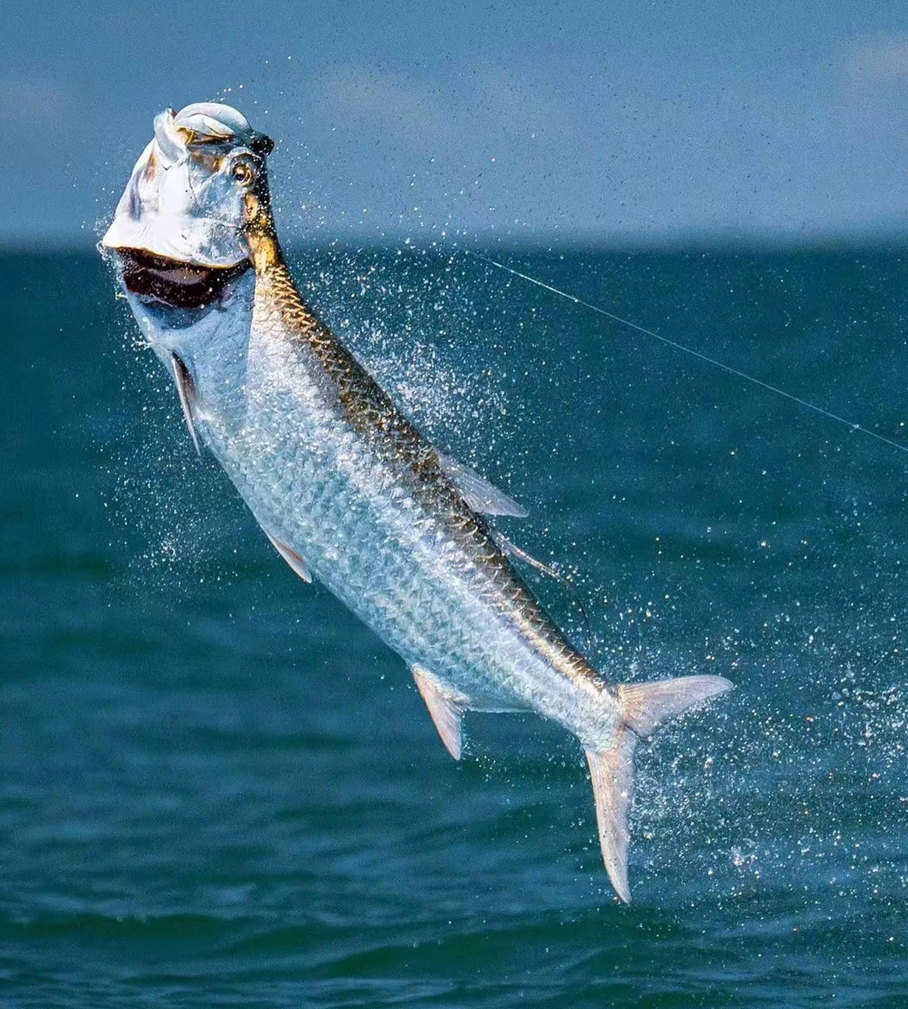 Xuvrir Lot de 6 hameçons de pêche barbelés en acier carbone avec trous, crochets fixes pour crevettes vivantes, qui peuvent s'adapter à différents environnements de pêche