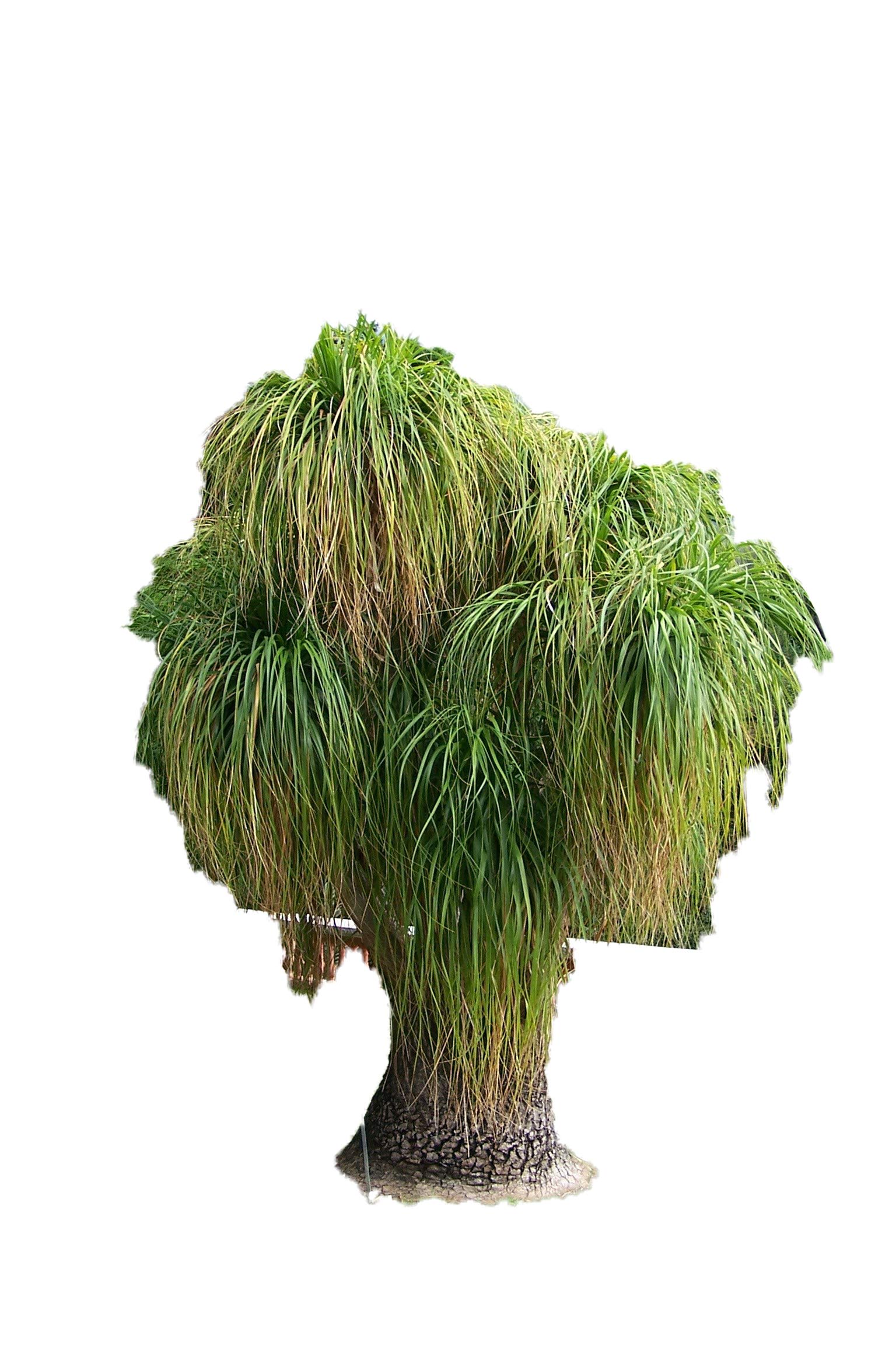 Elefantenfu Palme 10 Samen -Beaucarnea recurvata- **Toll Zimmerpflanze** :  Amazon.de: Garten