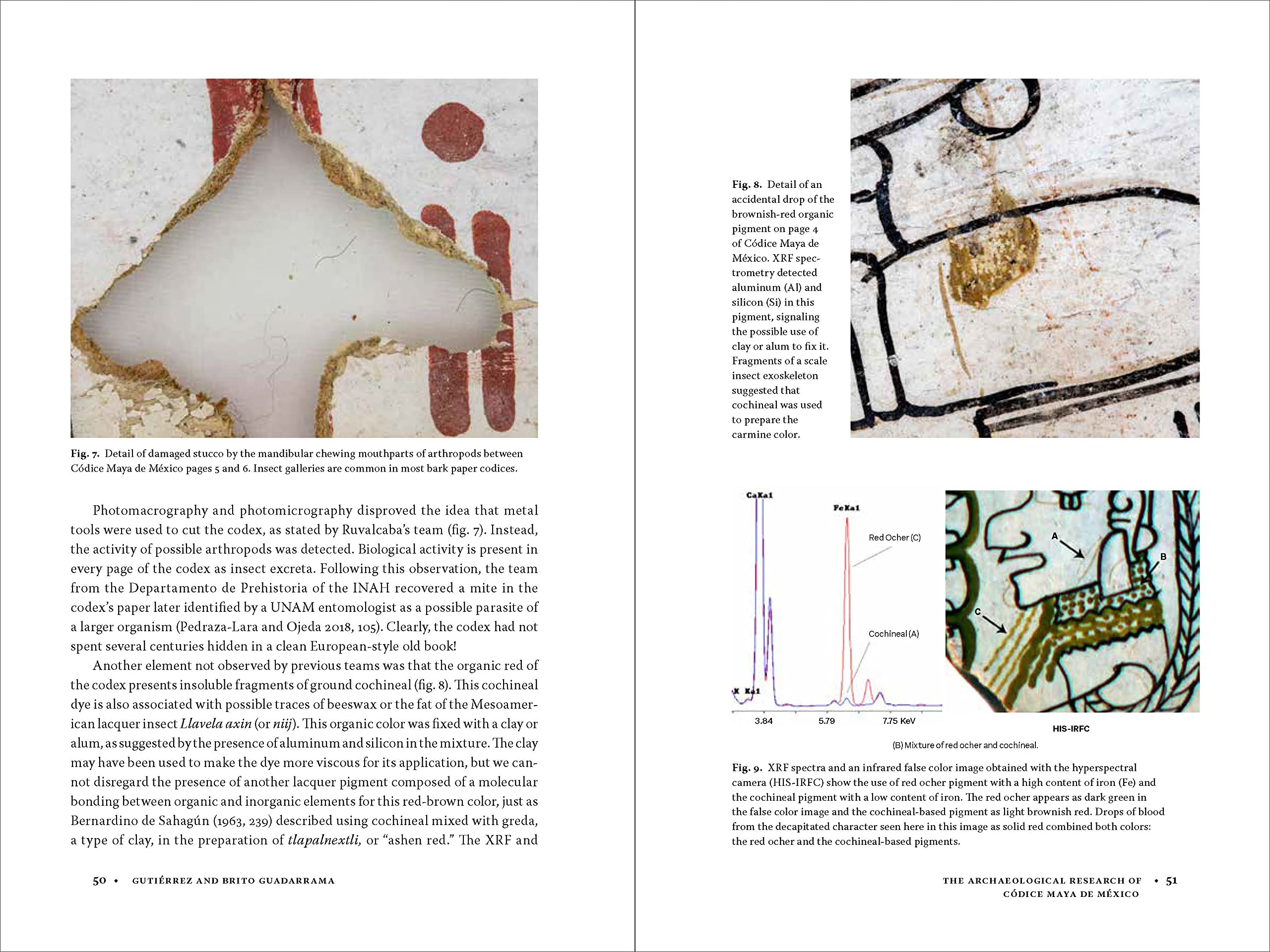 Codice Maya de Mexico: Understanding the Oldest Surviving Book of the Americas