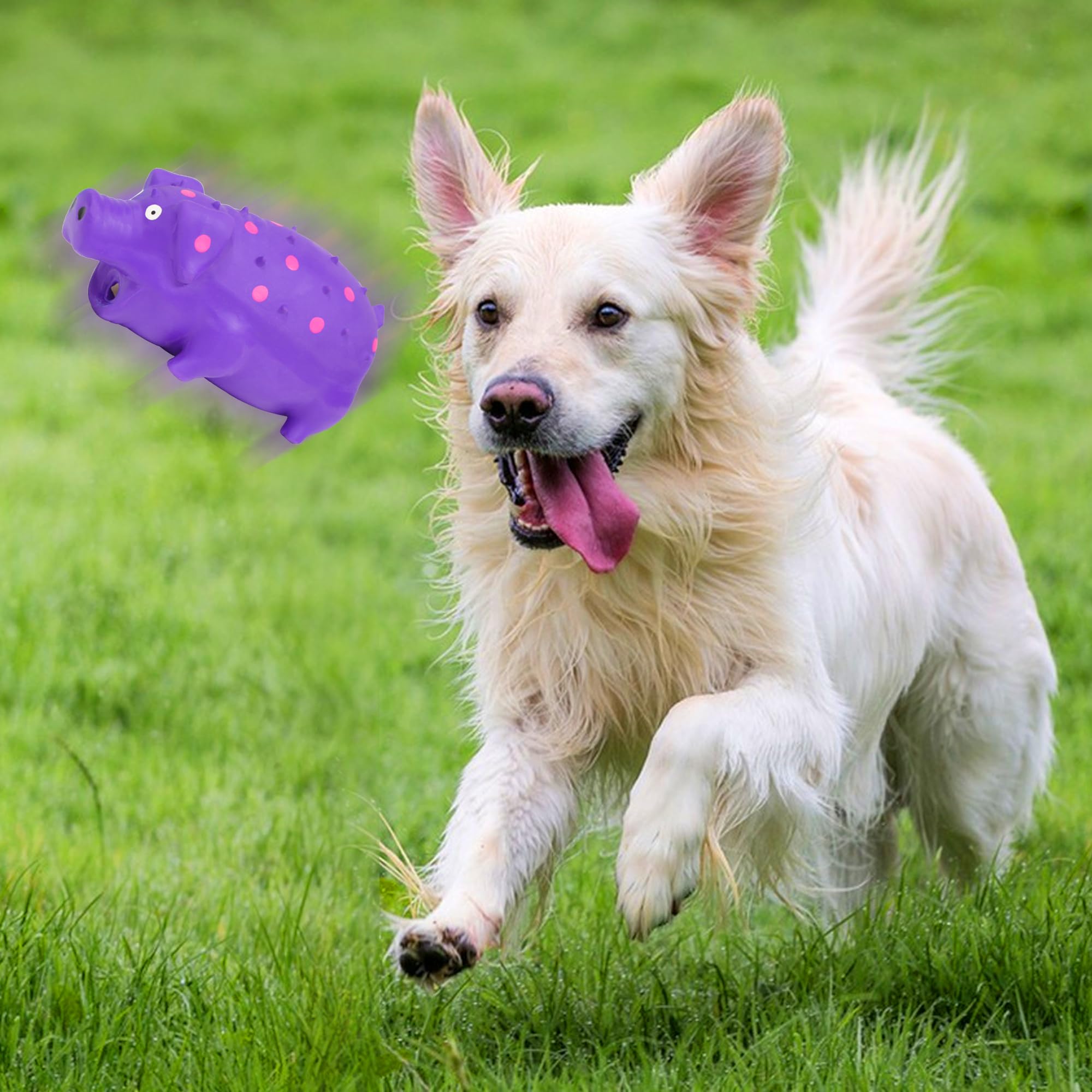 Quietschendes Schwein-Hundespielzeug, interaktives, langlebiges Latex-Gummi, Kauspielzeug für mittelgroße und große Hunde, 2 Stück (blau + lila)
