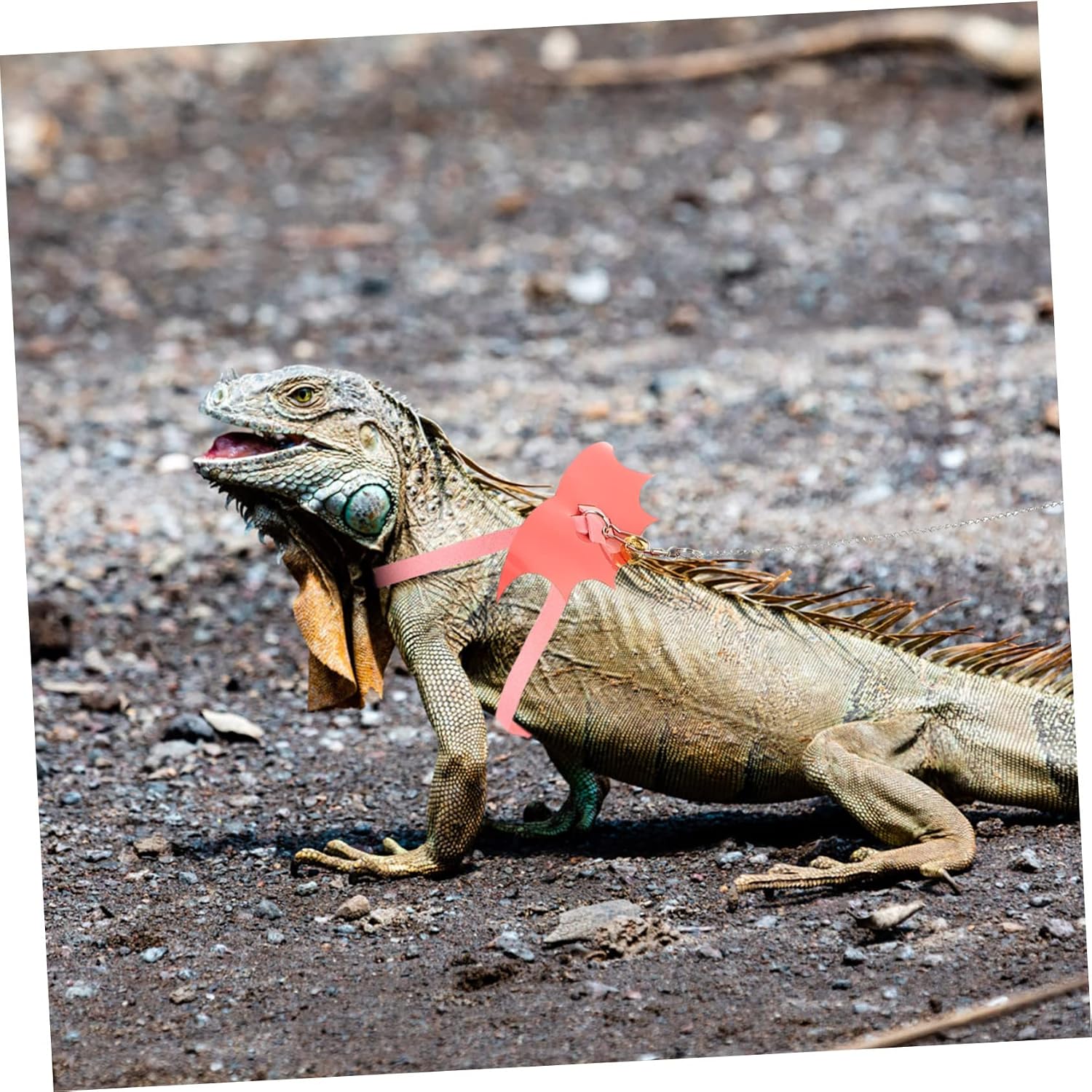 Leash for Reptiles Lizard Leash for Outdoor Walking Fluff and Material for Bearded Dragons and Other Pets